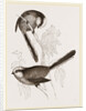 Long-tailed Titmice by Anonymous