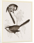 Long-tailed Titmice by Anonymous