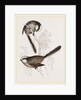 Long-tailed Titmice by Anonymous