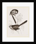 Long-tailed Titmice by Anonymous