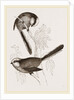 Long-tailed Titmice by Anonymous