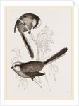 Long-tailed Titmice by Anonymous