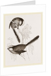 Long-tailed Titmice by Anonymous