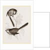 Long-tailed Titmice by Anonymous