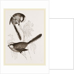 Long-tailed Titmice by Anonymous