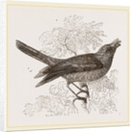 Galeated Manakin by Anonymous