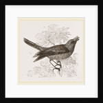 Galeated Manakin by Anonymous