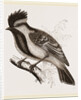 Yellow-cheeked Titmouse by Anonymous
