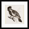 Yellow-cheeked Titmouse by Anonymous