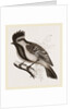 Yellow-cheeked Titmouse by Anonymous