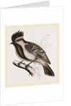 Yellow-cheeked Titmouse by Anonymous