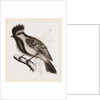 Yellow-cheeked Titmouse by Anonymous