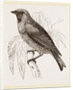 Swallow Fruit eater by Anonymous