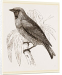 Swallow Fruit eater by Anonymous