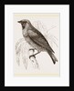 Swallow Fruit eater by Anonymous