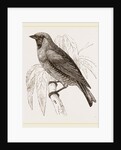 Swallow Fruit eater by Anonymous