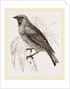 Swallow Fruit eater by Anonymous