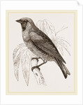Swallow Fruit eater by Anonymous
