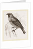 Swallow Fruit eater by Anonymous