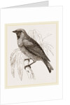 Swallow Fruit eater by Anonymous