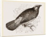 Scarlet Cotinga by Anonymous