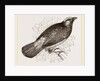 Scarlet Cotinga by Anonymous