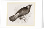 Scarlet Cotinga by Anonymous