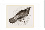 Scarlet Cotinga by Anonymous