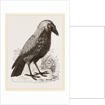 Bald Fruit-Crow by Anonymous