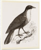 Scaled Fruit-Crow by Anonymous