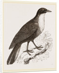 Scaled Fruit-Crow by Anonymous