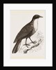Scaled Fruit-Crow by Anonymous