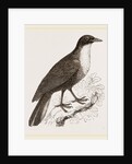 Scaled Fruit-Crow by Anonymous