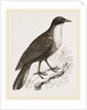 Scaled Fruit-Crow by Anonymous
