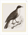 Scaled Fruit-Crow by Anonymous