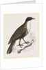 Scaled Fruit-Crow by Anonymous