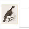 Scaled Fruit-Crow by Anonymous