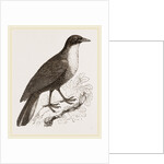 Scaled Fruit-Crow by Anonymous