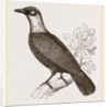 Bare-necked Fruit-Crow by Anonymous