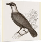 Bare-necked Fruit-Crow by Anonymous