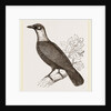 Bare-necked Fruit-Crow by Anonymous