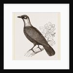 Bare-necked Fruit-Crow by Anonymous