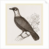 Bare-necked Fruit-Crow by Anonymous