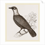 Bare-necked Fruit-Crow by Anonymous