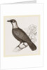 Bare-necked Fruit-Crow by Anonymous