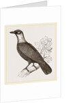 Bare-necked Fruit-Crow by Anonymous