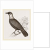 Bare-necked Fruit-Crow by Anonymous
