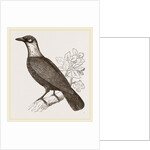 Bare-necked Fruit-Crow by Anonymous