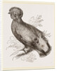 Cock of the Rock by Anonymous
