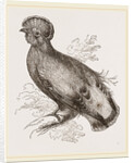 Cock of the Rock by Anonymous
